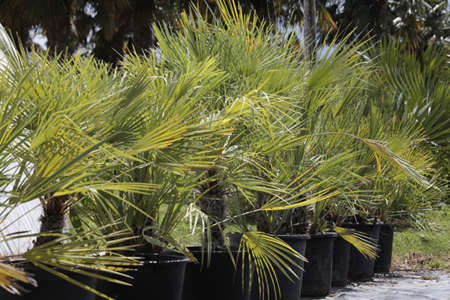Chamaerops-45l Chamaerops-45l