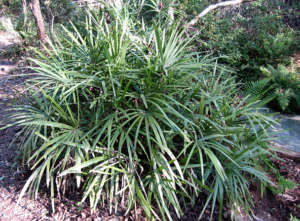 Rhapidophyllum histryx, le palmier à aiguilles