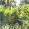 Sabal hybride de notre production, Sabal bermudana