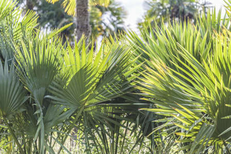 Sabal-hybrides Sabal-hybrides