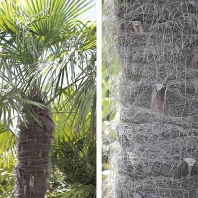 Diptyque de palmier 'Yéti', de notre production, hybride de Trachycarpus fortunei