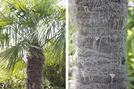 palmier-Trachycarpus-Yeti palmier-Trachycarpus-Yeti