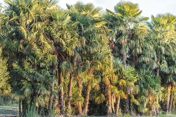 Trachycarpus en cépées authentiques