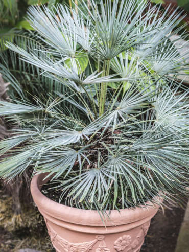 palmier doum bleu (chamaerops humilis 'Cerifera') en pot