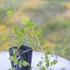 Rubus sanctus de notre production