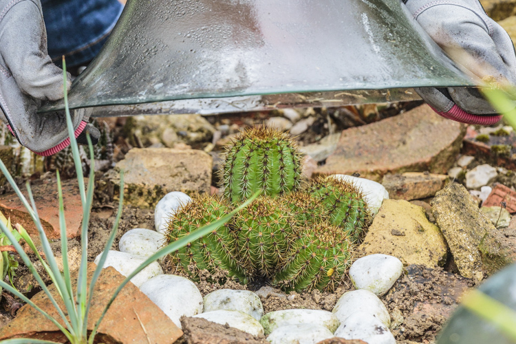 Comment protéger un cactus en hiver ?