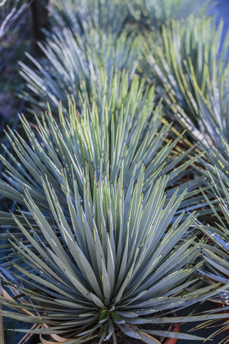Yucca rostrata
