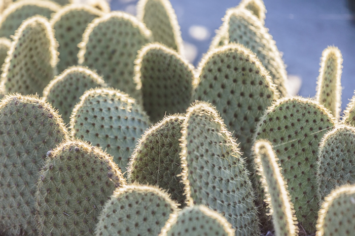 Raquettes de cactus