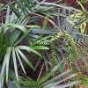 Chamaedorea radicalis
