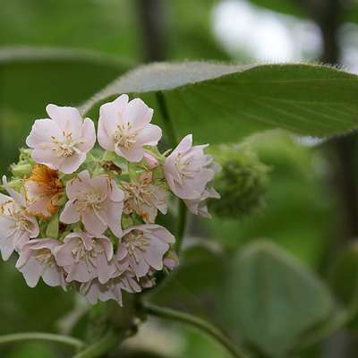 arbre au caramel, Dombeya natalensis