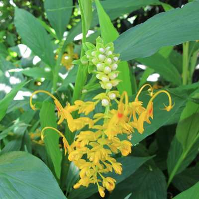 fleur de Globba racemosa