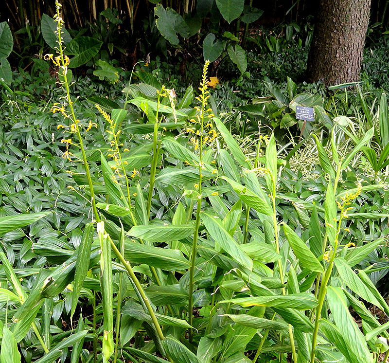 Touffe de Globba racemosa