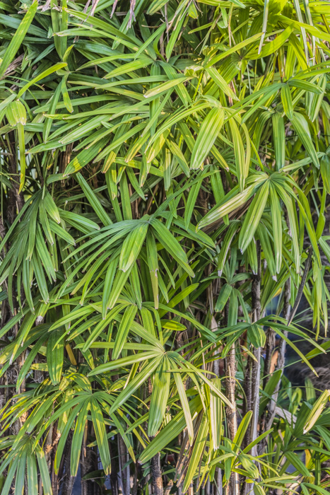 Les palmiers-bambou, d’étonnants palmiers à cultiver au jardin