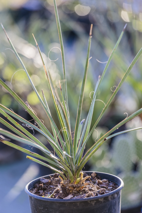 Yucca australis, ou Yucca filifera, de notre production