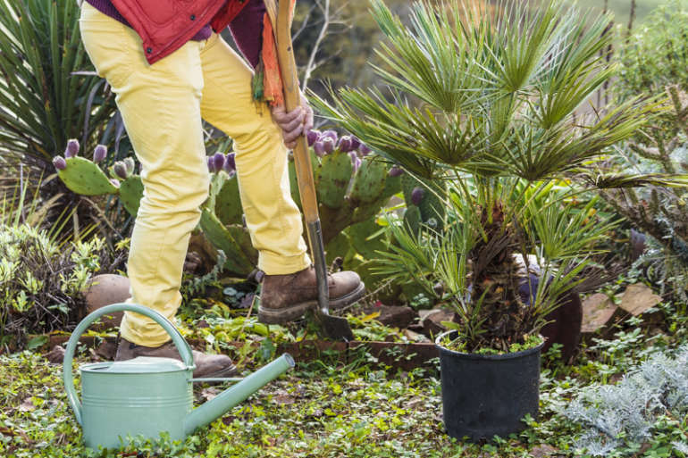 Quand planter un savonnier ?