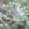 fleur de ronce sainte, Rubus sanctus