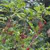 Rameaux de poivrier de Timut, Zanthoxylum armatum. Le poivre de Timut est donné par les enveloppes rouges.