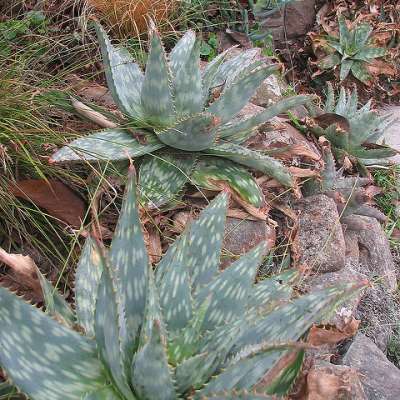 Aloe saponaria, aloe maculata