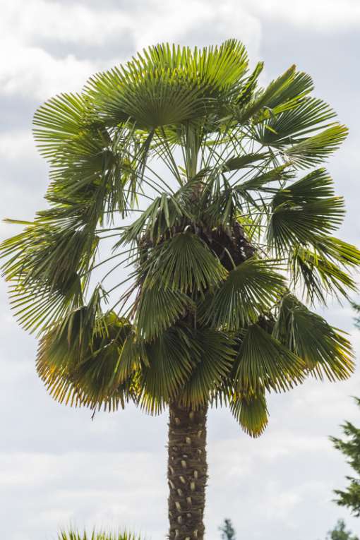 Portrait de Trachycarpus x takagii, un palmier hybride