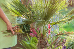 nettoyage d'un palmier (chamaerops)