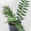 Photo de plant de cyrtomium fortunei de notre production