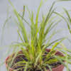 Plumeau argentin - Lamprothyrsus hieronymi – Image 3