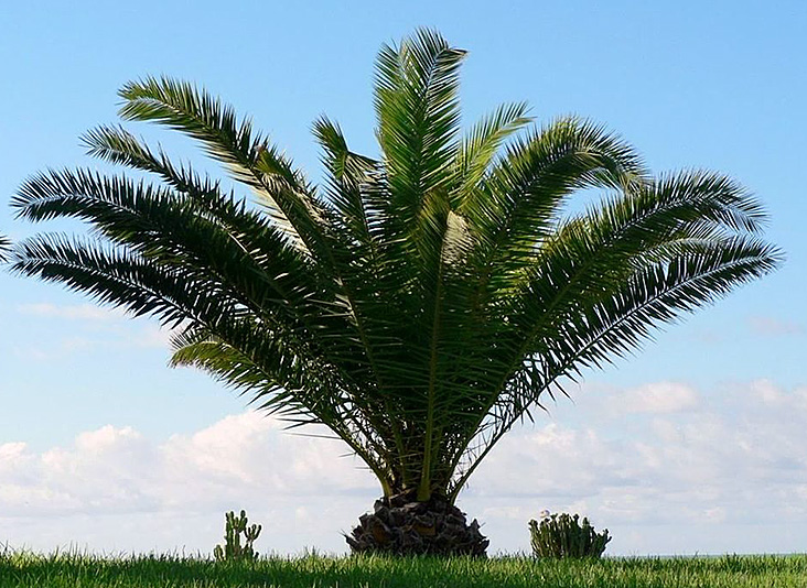 photo de palmier des Canaries