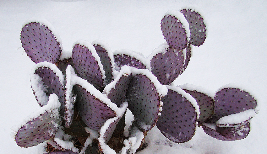 Opuntia santa-rita en hiver sous la neige