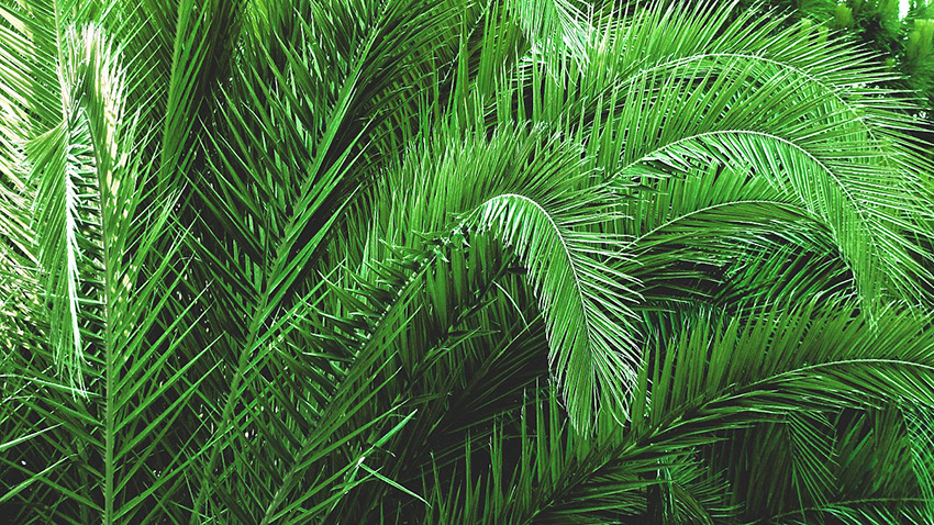 photo de feuillage de palmier des Canaries