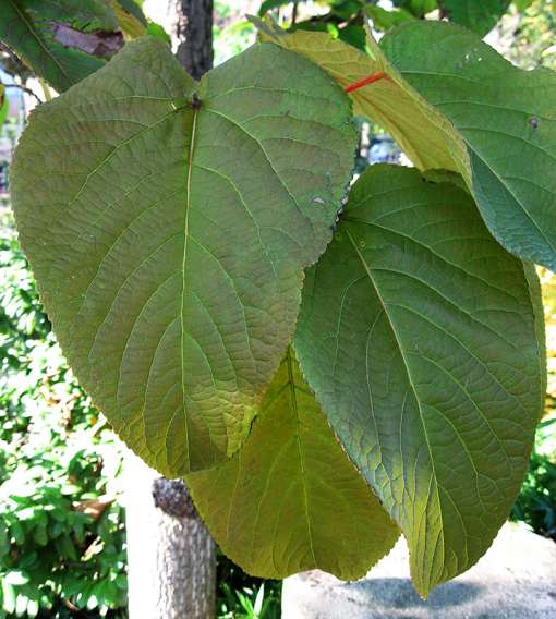 photo de peuplier à feuilles géantes, Populus lasiocarpa