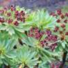 portrait de Euphorbia atropurpurea