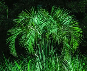 eclairage vert sur un palmier du genre Butia