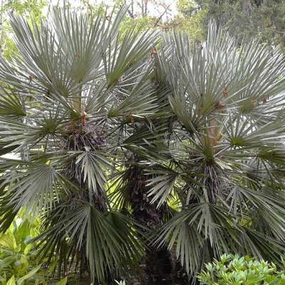 palmier Trithrinax campestris, le palmier trident d'Argentine