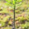 Euphorbia atropurpurea en pot