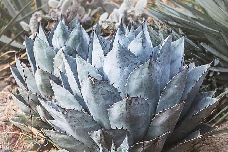 アガベの種 Agave parryi subsp. parryi 1000粒 直販純正 - www