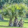 Sabal hybride Sabal bermudana, Sabal brazoriensis