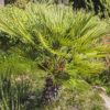 Chamaerops humilis Stipunic, palmier doum à tronc unique de notre sélection.