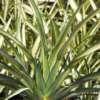 Photo de lin de nouvelle-Zélande, Phormium cookianum hookeri Cream Deligh