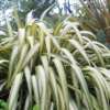 Photo de lin de nouvelle-Zélande, Phormium cookianum hookeri Cream Deligh