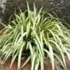 Photo de lin de nouvelle-Zélande, Phormium cookianum hookeri Cream Deligh