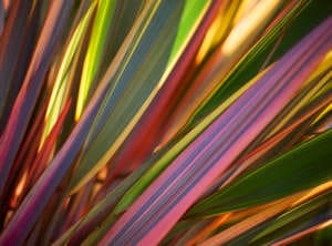 détail de feuillage d'un phormium multicolore