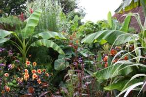 Scène de plantes exotiques et fleuries dans un jardin exotique en climat froid