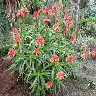 Photo d'Aloe scorpioides