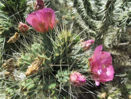 Photo de Cylindropuntia rosea en fleurs