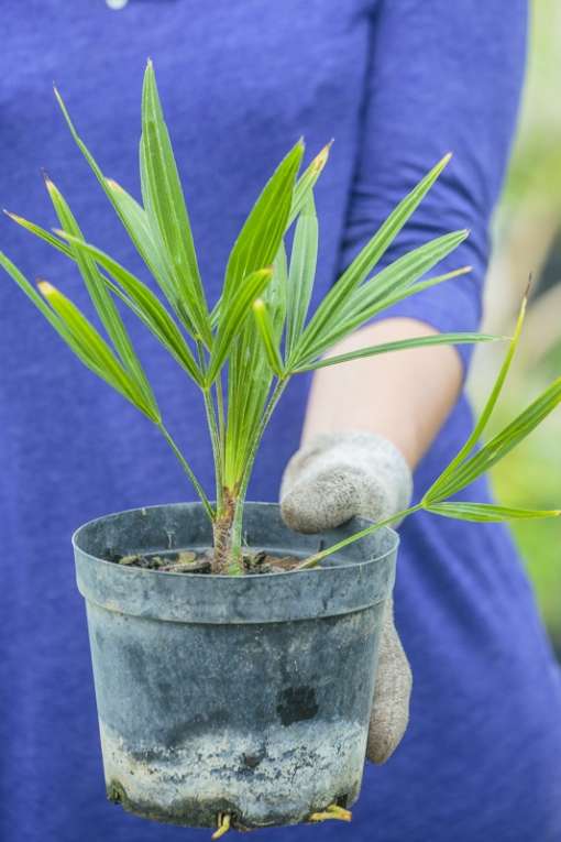 Jeune plant de Trachycarpus latisectus de chez Palmiers et Compagnie
