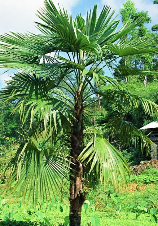 Photo de Trachycarpus latisectus