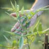 Poivrier du Timut, Zanthoxylum armatum