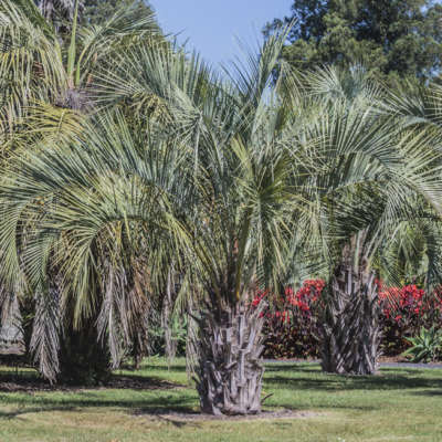 butia adulte dans un jardin