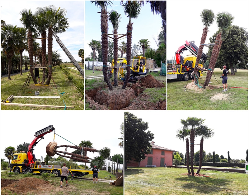 Plantation d'un palmier de grande taille en pas à pas