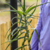 Aloe striatula